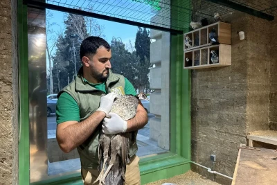 Bakıda xidmət obyektində qanunsuz saxlanılan vəhşi heyvanlar xilas edilib