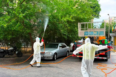 Bakıda ağaclar tırtıllara görə dərmanlanır