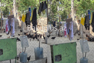 Bakıda sakinlər 50 toyuq saxlayan qonşudan ŞİKAYƏTÇİDİR
