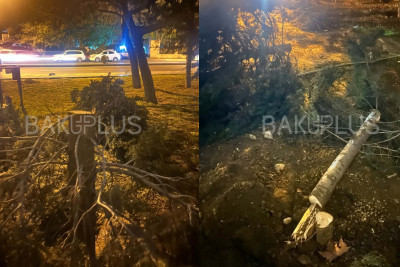 Sakinlər haqlı çıxdı: ağaclar qanunsuz kəsilibmiş...